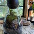 Building a Sustainable Terrarium - A DIY Guide for Home Decor