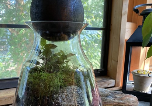 Building a Sustainable Terrarium - A DIY Guide for Home Decor